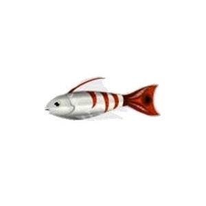 Red Tail Tiger Fish